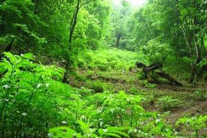 ثبت جهانی ۵۰ هزار هکتار از جنگلهای هیرکانی گیلان