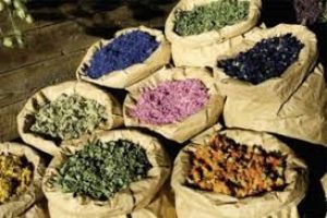 گیلان دارای پتانسیل بالا در زمینه تولید گیاهان دارویی است
