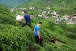 پرداخت بخشی دیگر از مطالبات چایکاران
