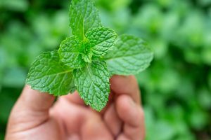 مصرف نعنا کلید درمان بسیاری از بیماری‌ها