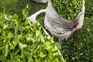 متخلفان پرونده تخلف واردات چای به دستگاه قضایی معرفی شدند