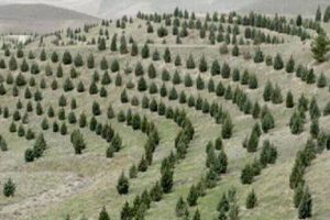 گیلانیان به نام خود درخت بکارند