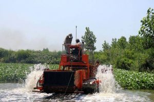 پاکسازی تالاب بین المللی انزلی از سنبل آبی
