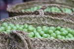 برگزاری جشنواره آلوچه در سنگر رشت