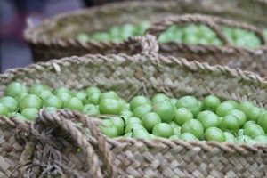 برگزاری جشنواره آلوچه در سنگر رشت