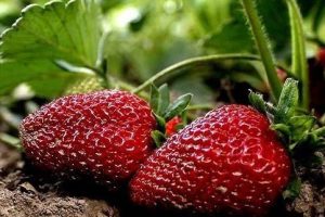 برداشت بیش از ۲ هزار تن توت فرنگی در گیلان