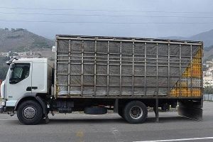 توقیف ۴ تن مرغ فاقد مجوز بهداشتی در گلوگاه چابکسر