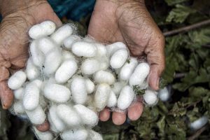 ۶۰ تن پیلهتر ابریشم توسط کمیته امداد گیلان از روستائیان خریدار شد
