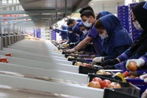 تعاونی‌های گیلان ۲۹ میلیون دلار صادرات انجام دادند