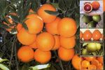 میوه مورد نیاز ایام نوروز استان گیلان ذخیره شده است