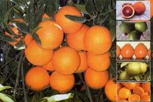 میوه مورد نیاز ایام نوروز استان گیلان ذخیره شده است